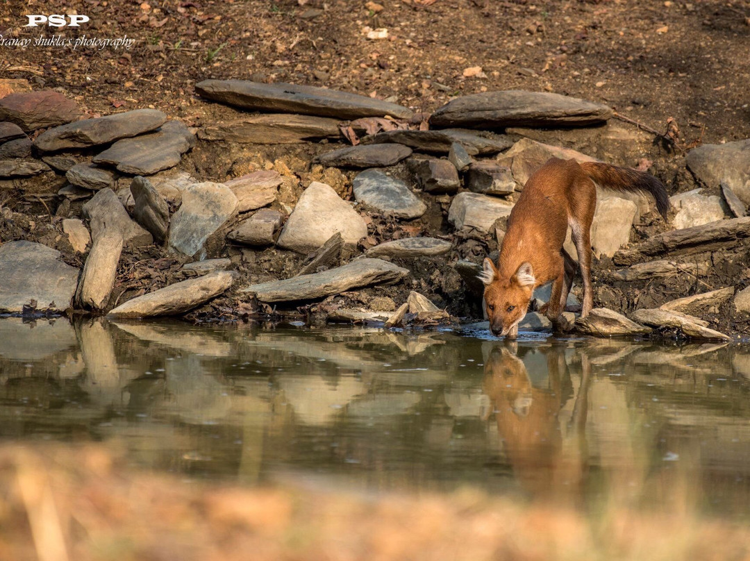 Nagzira Tigar Resort主图