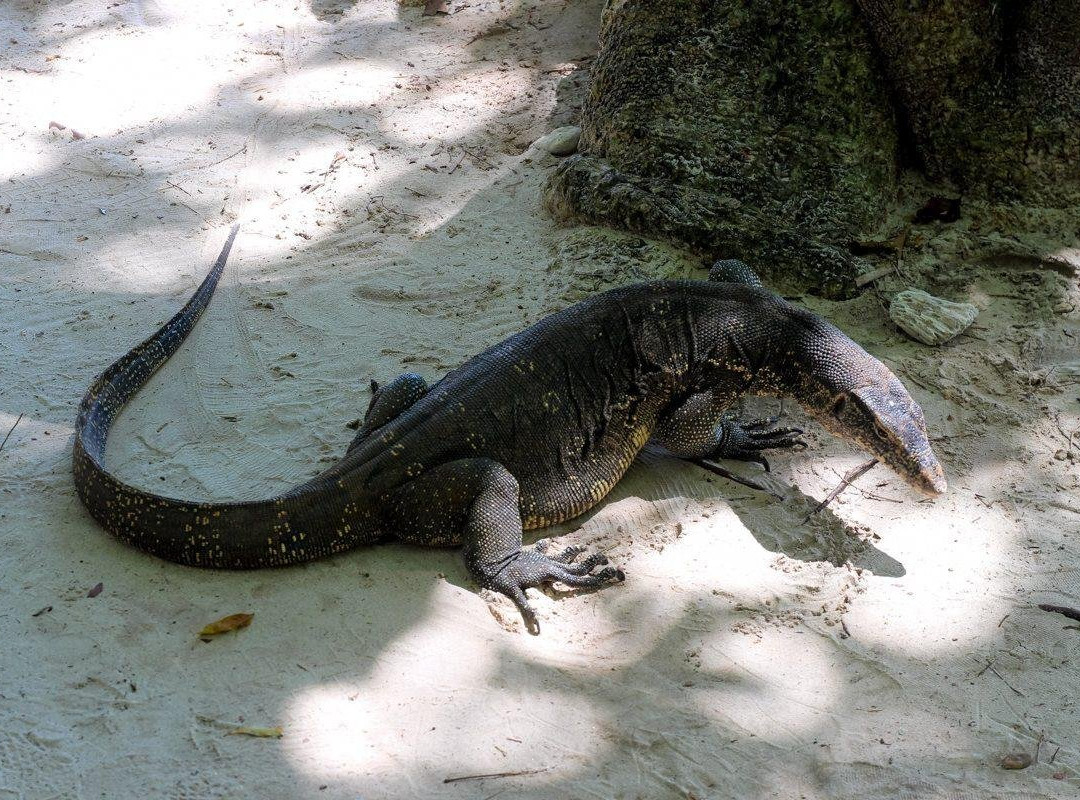 Sea Life Lanta Tours-兰塔岛必去景点