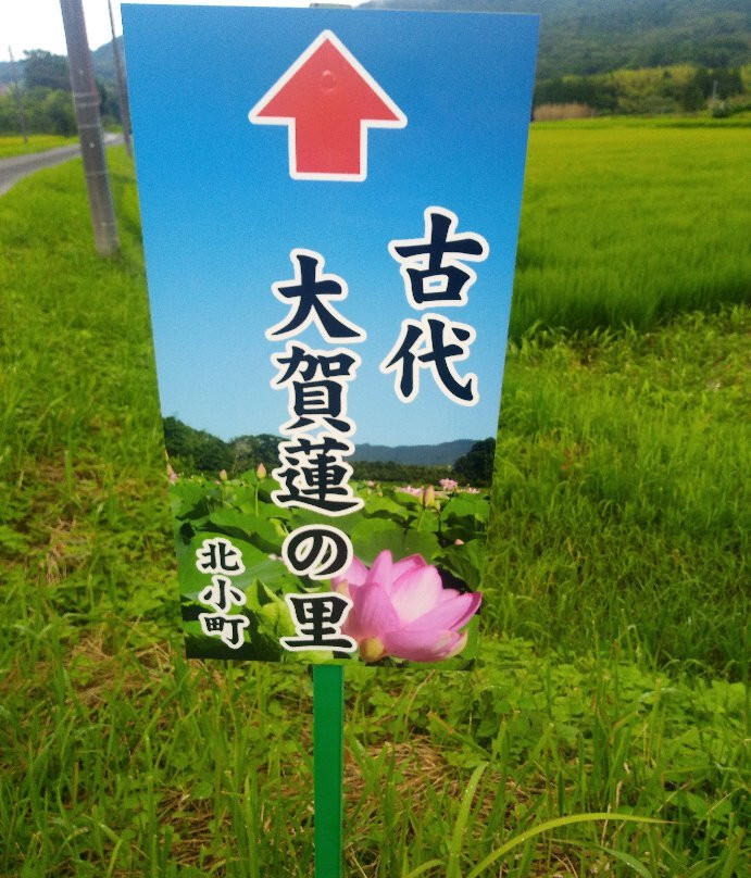 Oga Hasu no Sato-鸭川市必去景点