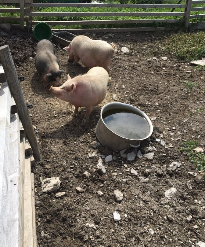 La Ferme du Cugnon-Hauteluce必去景点