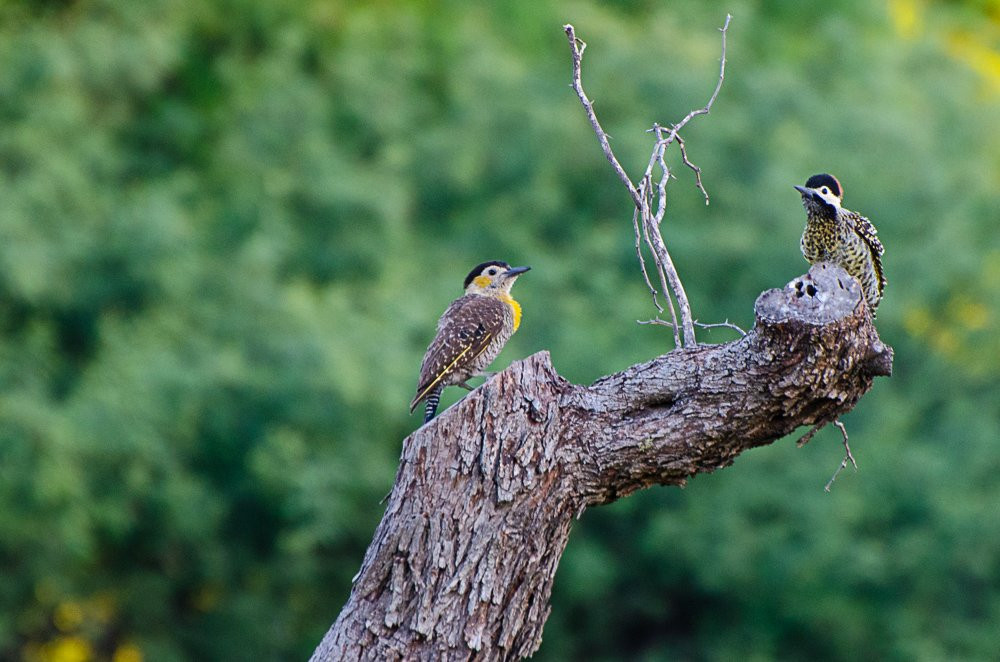 La Quinta Resort主图