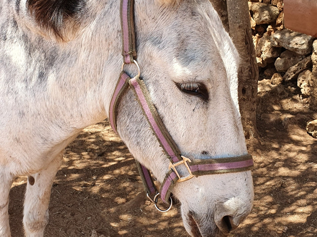 Menorca Donkey Rescue景点图片