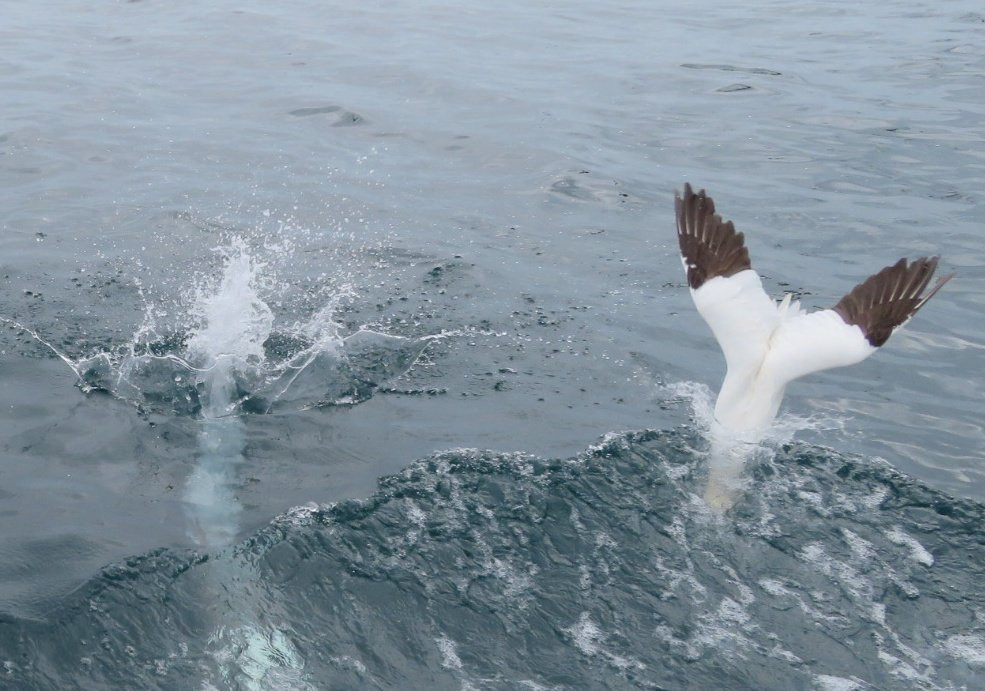 Shetland Seabird Tours - The Noss Boat景点图片