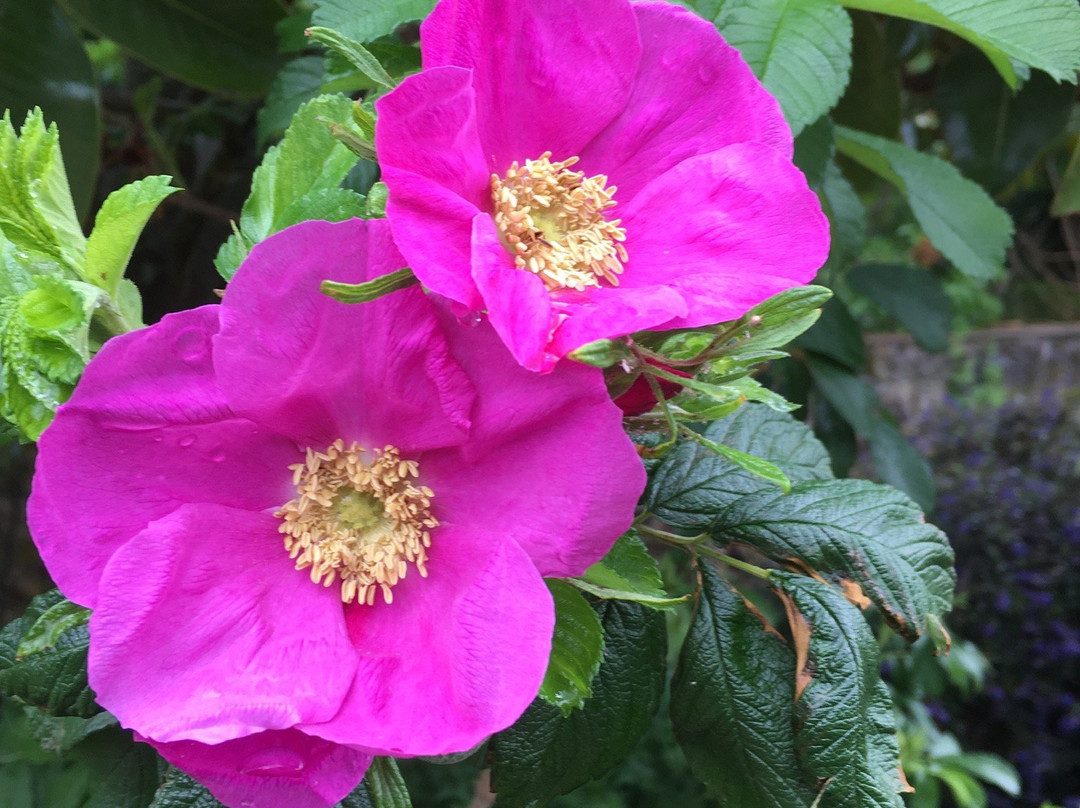 Lambley Gardens & Nursery-Ascot必去景点