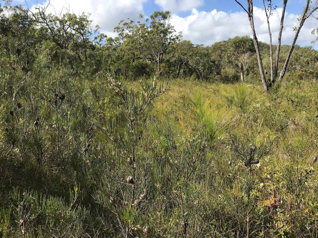 Cooloola Wilderness Trail景点图片