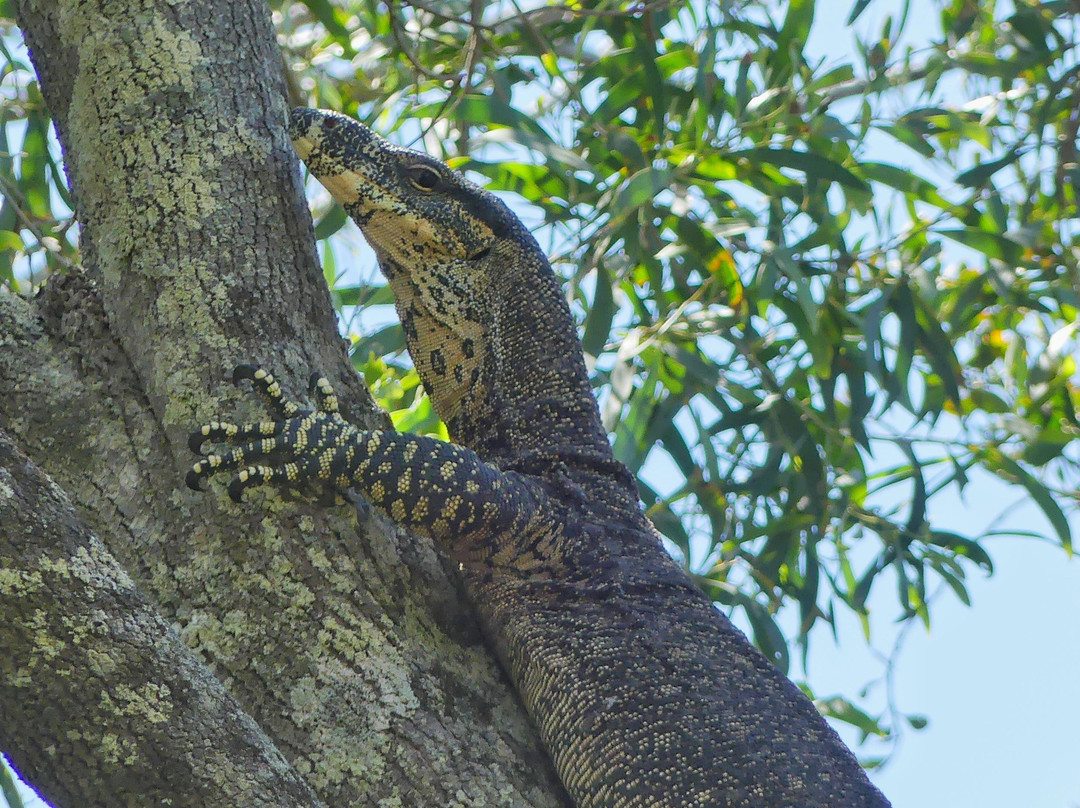 Bush to Coast Expeditions-黄金海岸必去景点