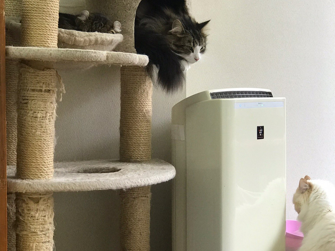 Cat Cafe Nyankoto-Takadanobaba必去景点