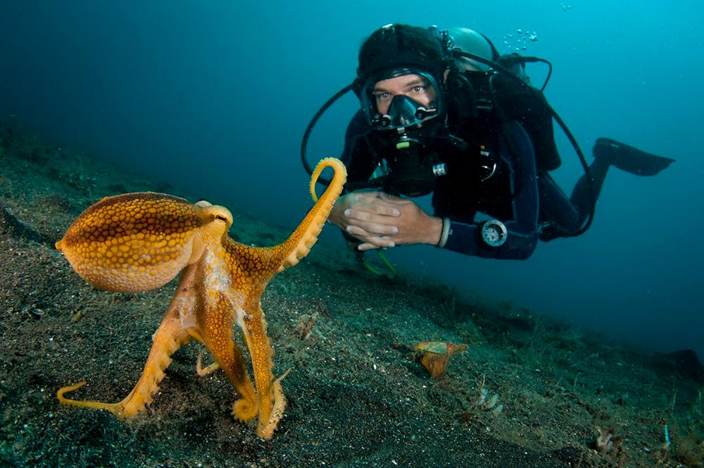 Octopus Diving景点图片