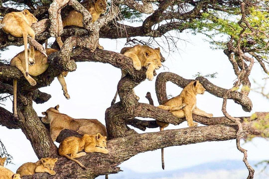 Enjoy Kili-莫西必去景点