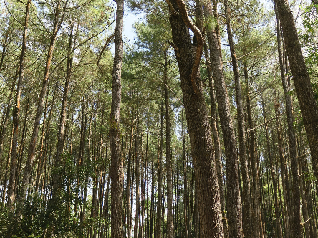 Hutan Pinus Bukit Becici景点图片