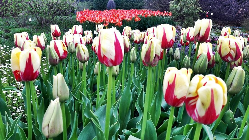 Ogrod Botaniczny w Lodzi景点图片