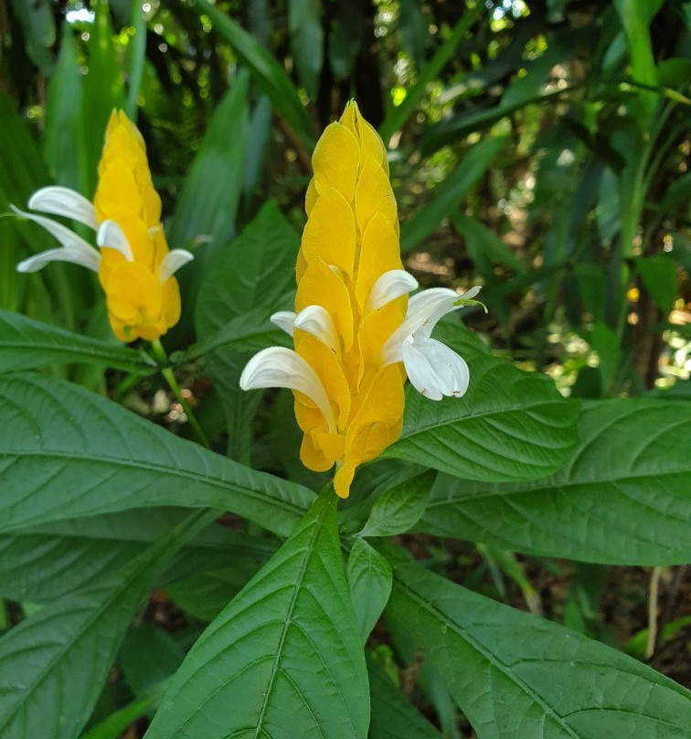 Port Moresby Nature Park景点图片