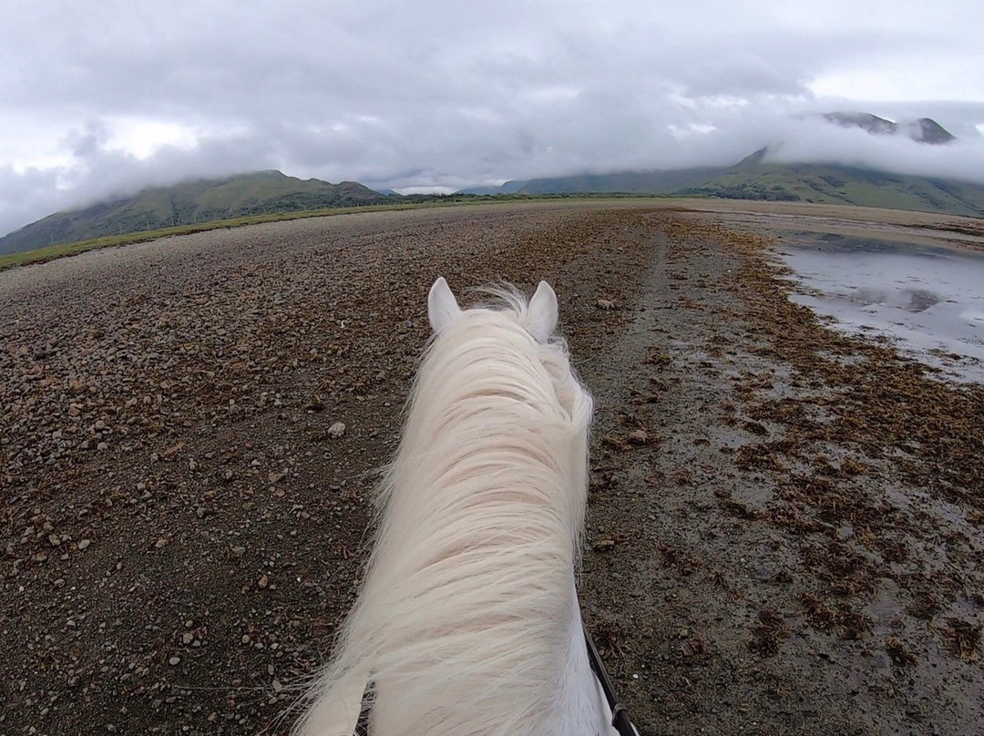 Mull Pony Trekking景点图片