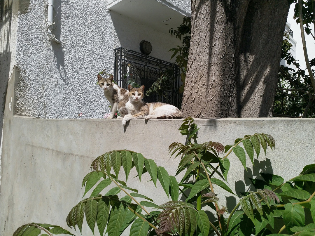 Alexander Nevsky Orthodox Church-比塞大必去景点