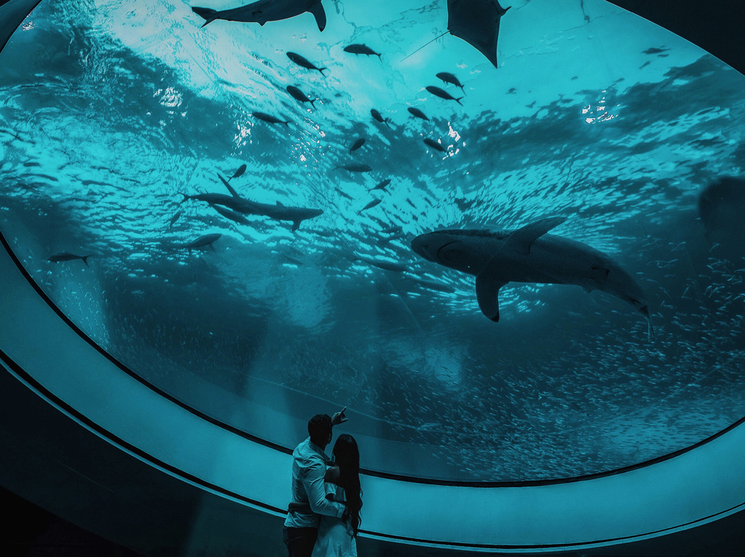 Phillip And Patricia Frost Museum Of Science-迈阿密必去景点