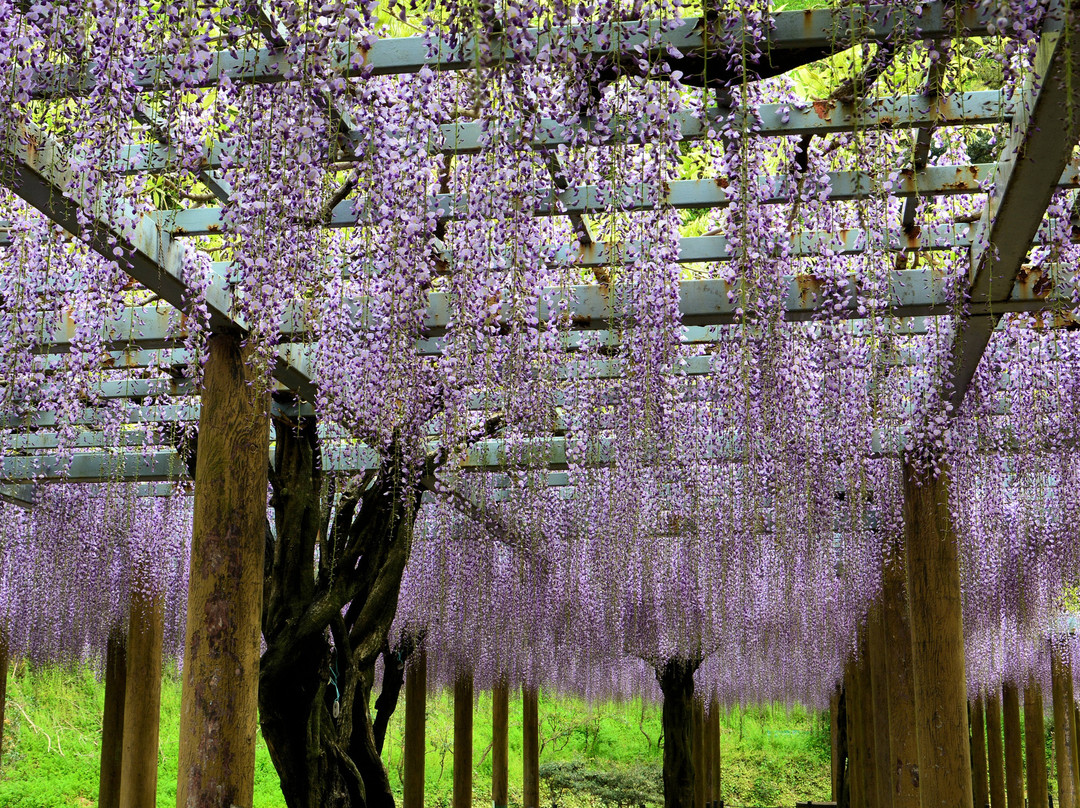 Rengejiike Park Fuji Festival景点图片