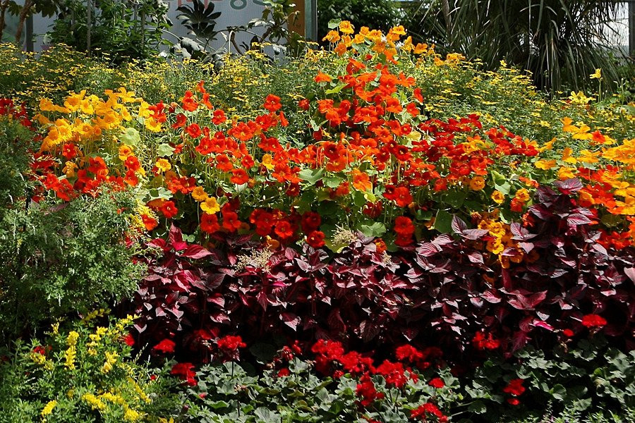 Hampyeong Expo Park - Butterfly Insect Ecosystem-咸平郡必去景点