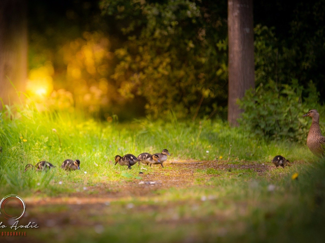 Dussen餐馆和美食-Eetboerderij Cafetaria De Foeks