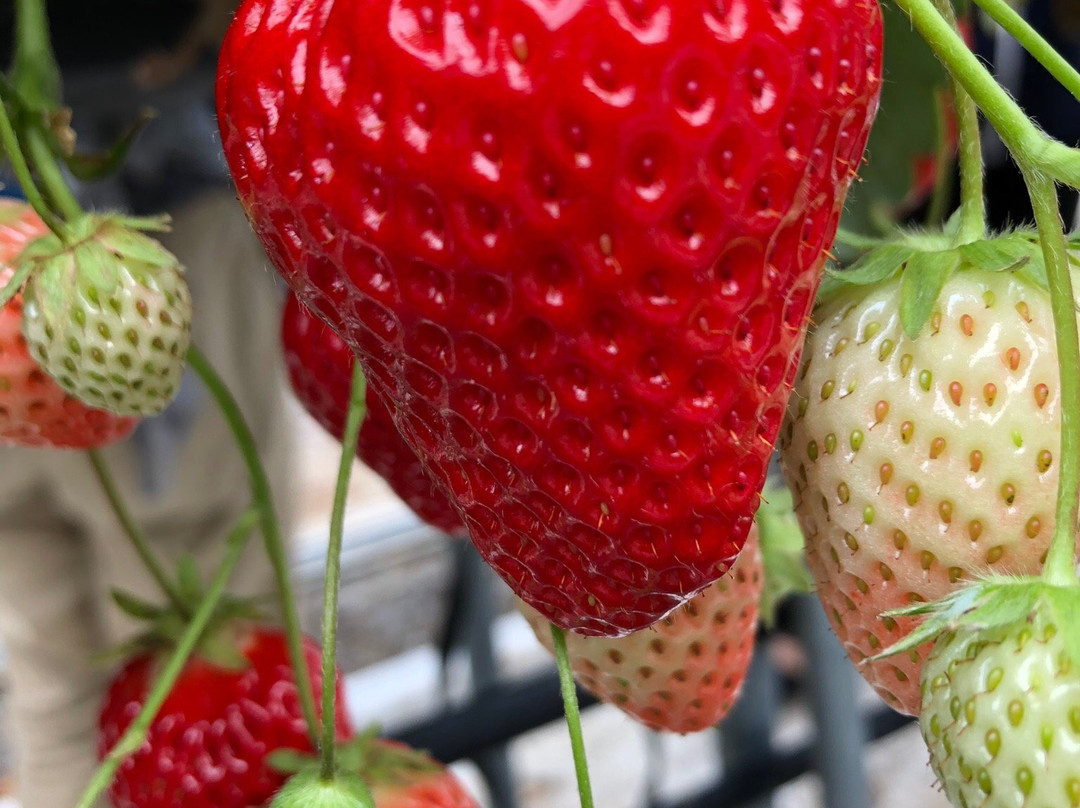 Kubota Strawberry Picking Garden-伊豆之国市必去景点