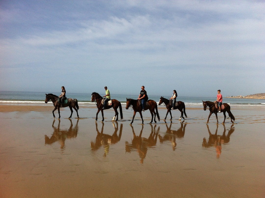 Agadir Horse & Camel-Taghazout必去景点