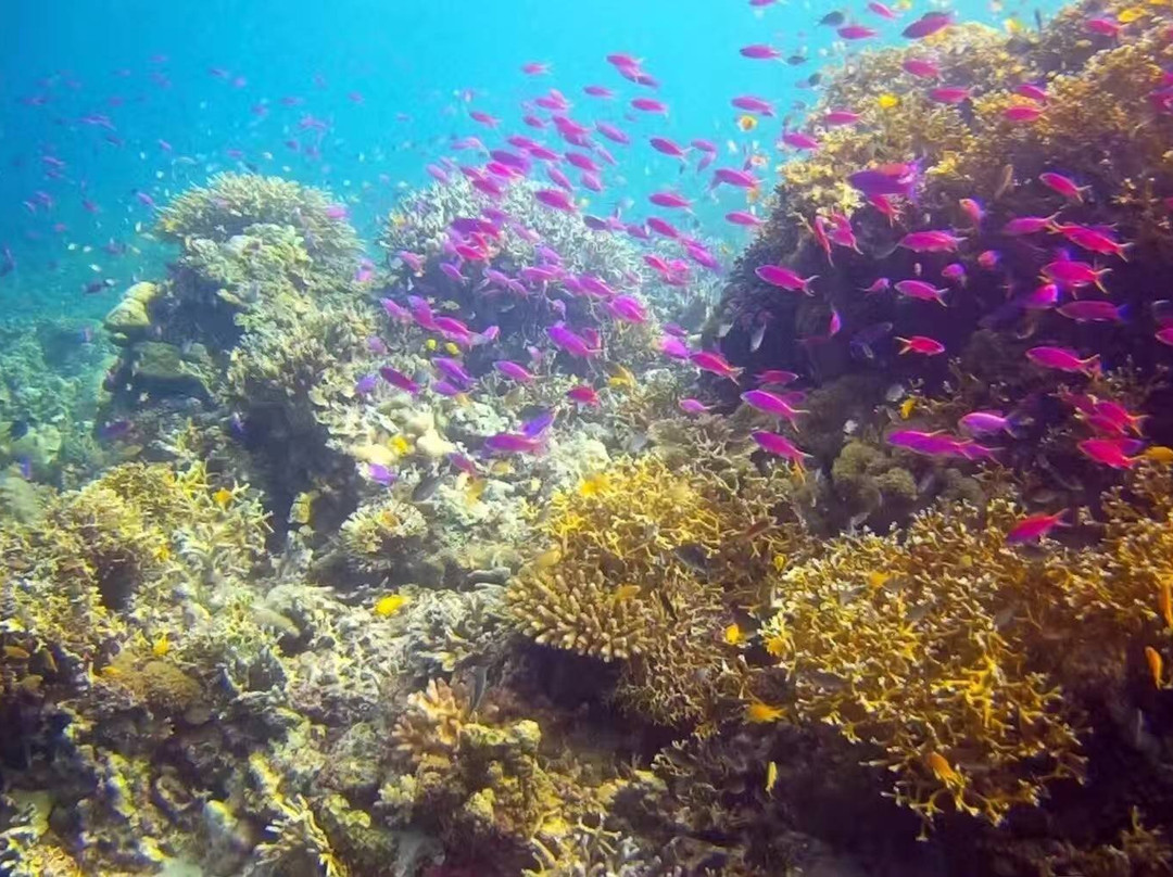 Diving King Dive Resort-Panglao必去景点