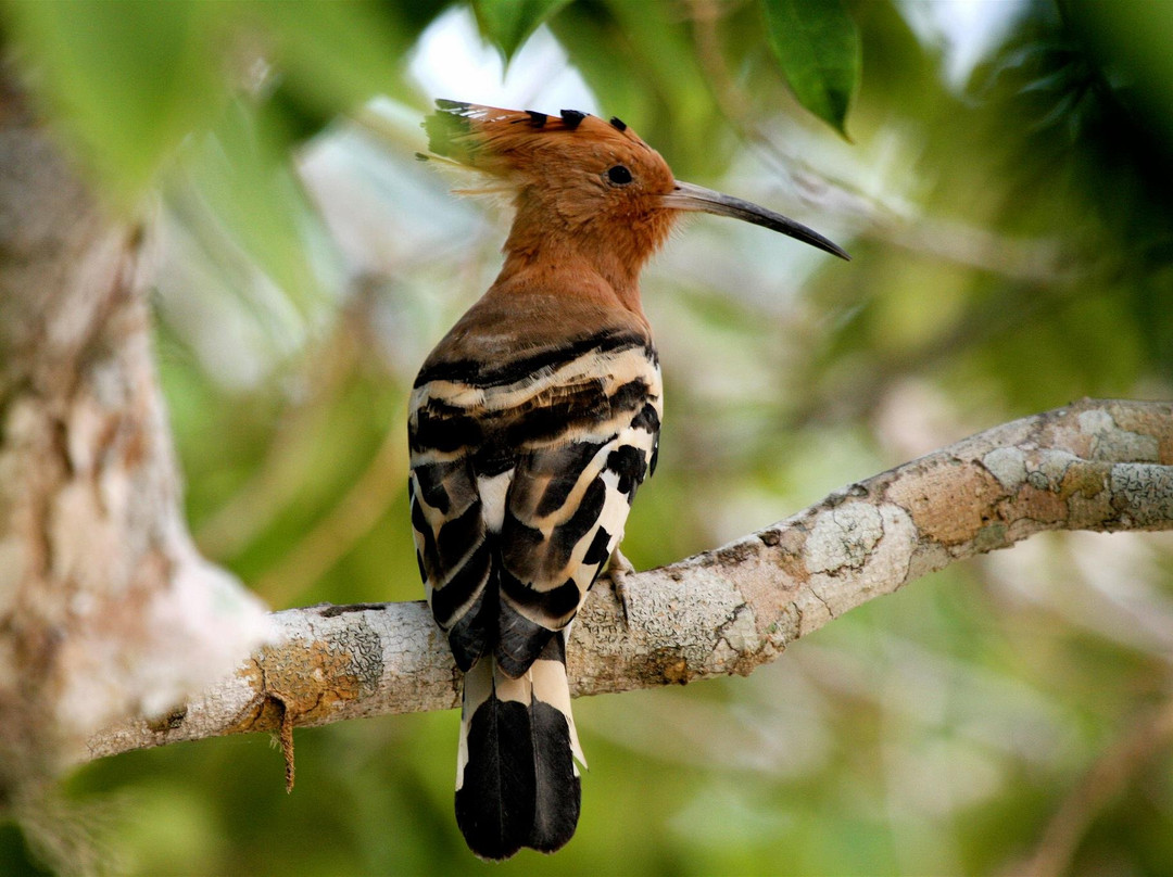 Thisaru Safari-蒂瑟默哈拉默必去景点