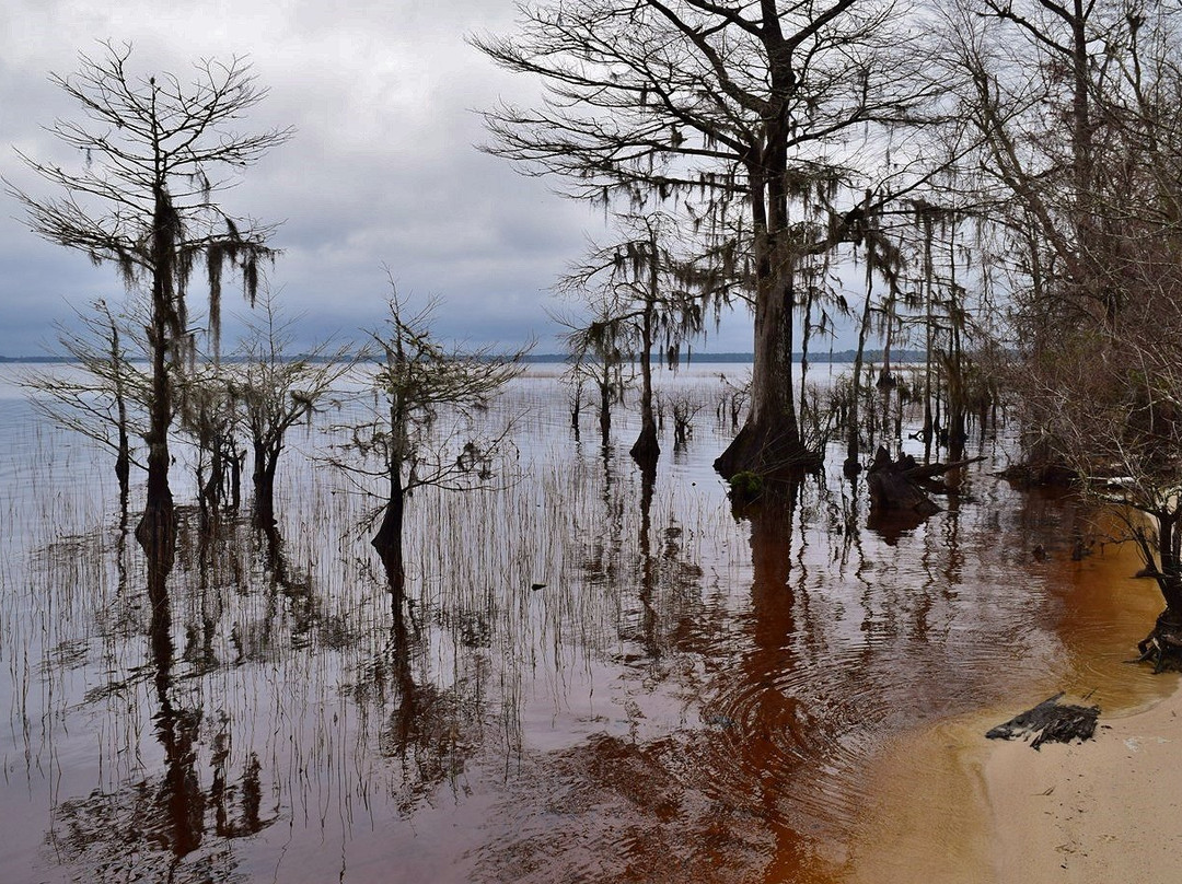 Lake Waccamaw State Park景点图片