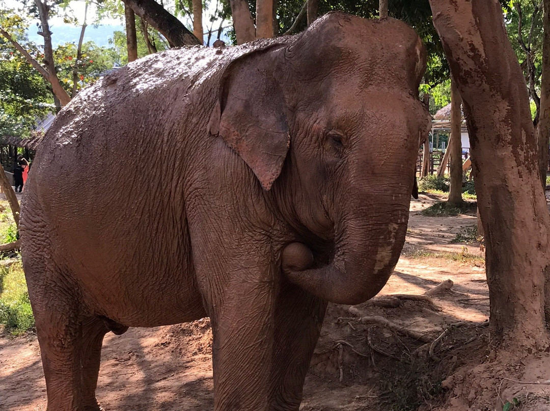 Samui Elephant Sanctuary景点图片