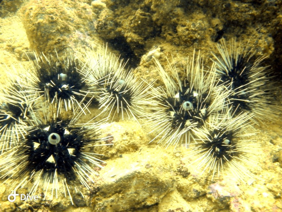 Twin Dolphins-瓦拉塔港必去景点