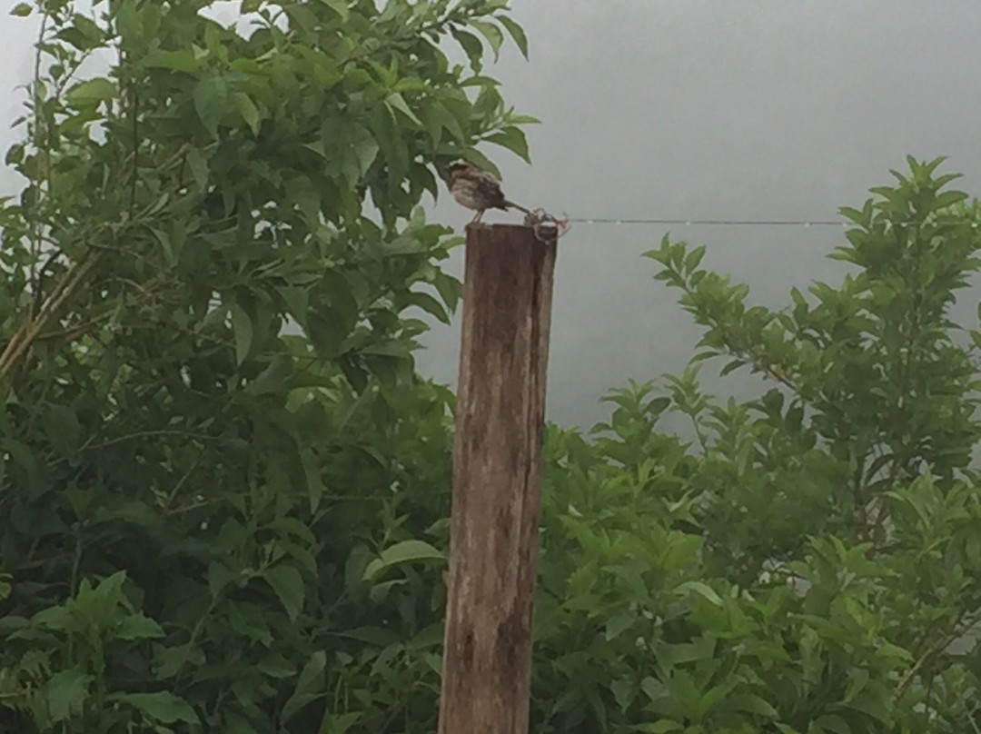 Fazenda Sao Luiz主图