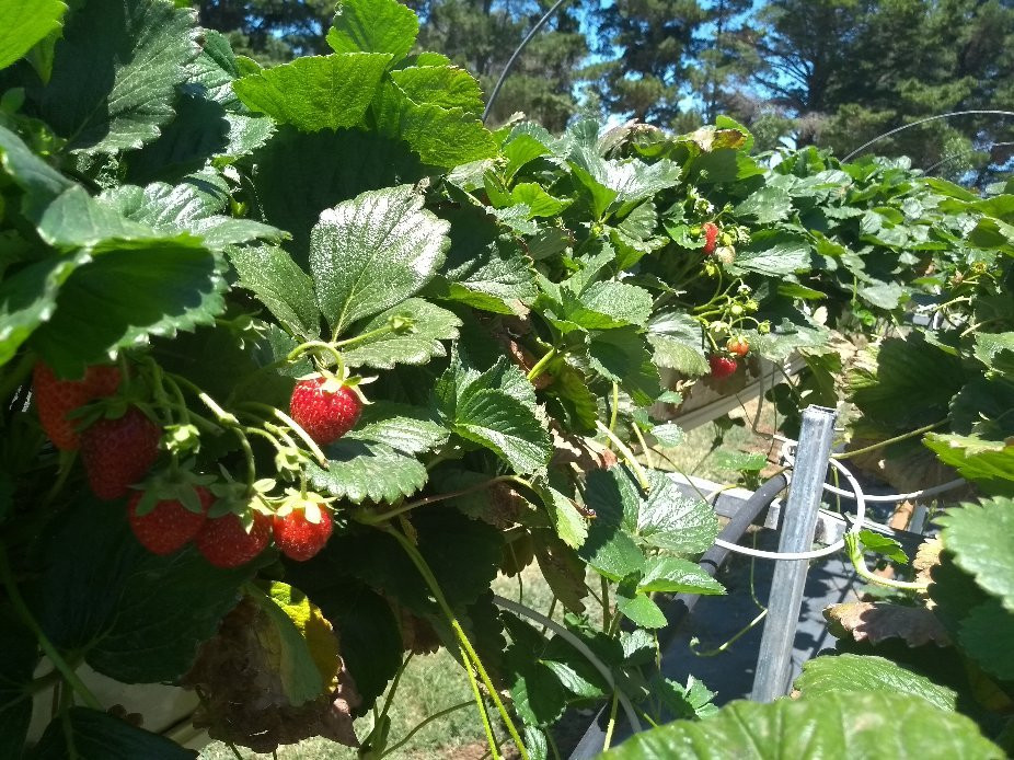 Beechworth Berries-比奇沃思必去景点