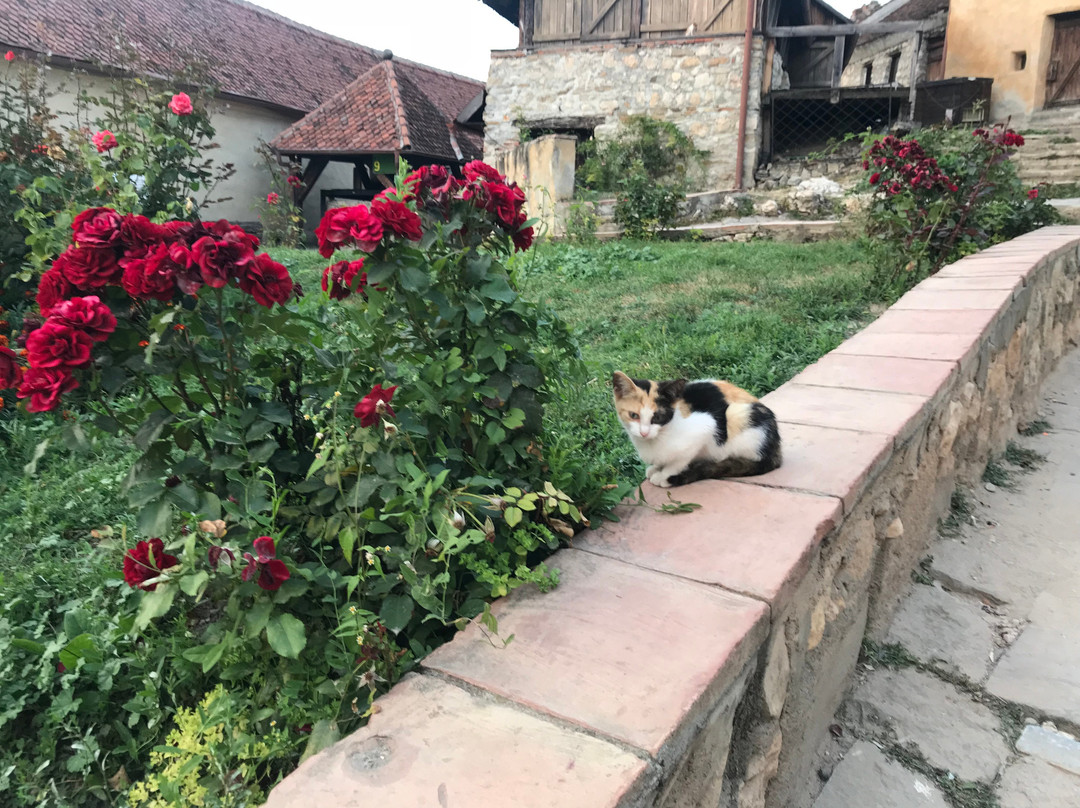 Brasov Urban Adventures-布拉索夫必去景点