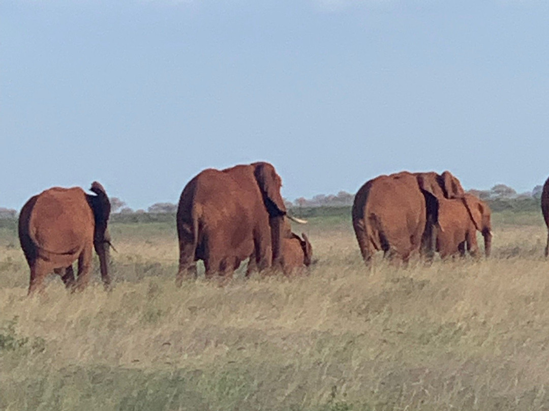 Eddie's Safari Kenya-蒙巴萨必去景点