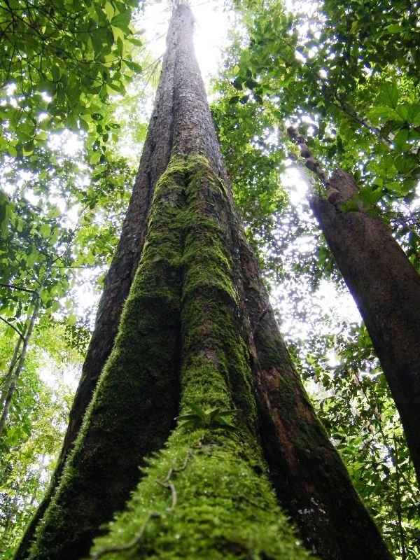 Kalimantan Tour Guide-巴厘巴板必去景点