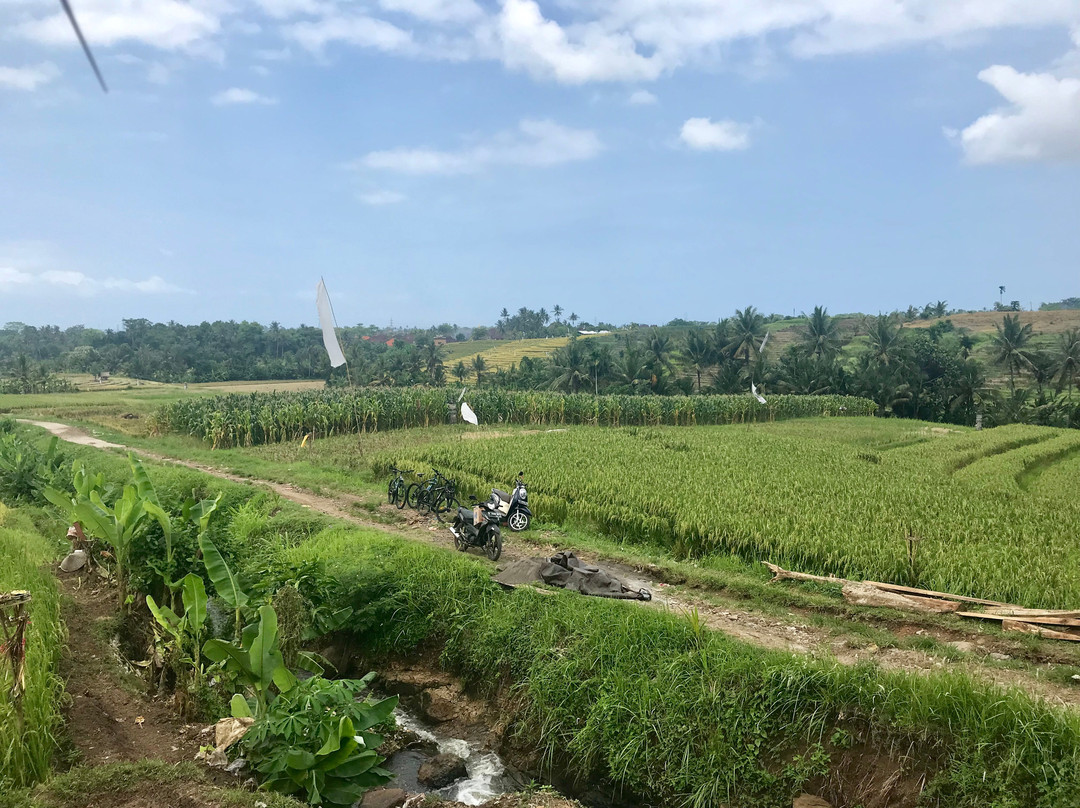 Bali Rice Padi-巴厘岛必去景点