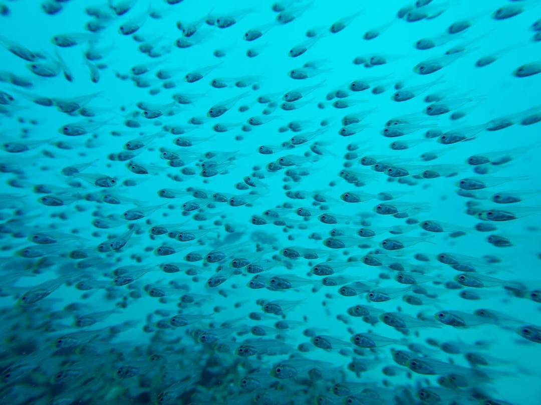 Nakupenda Diving Center景点图片