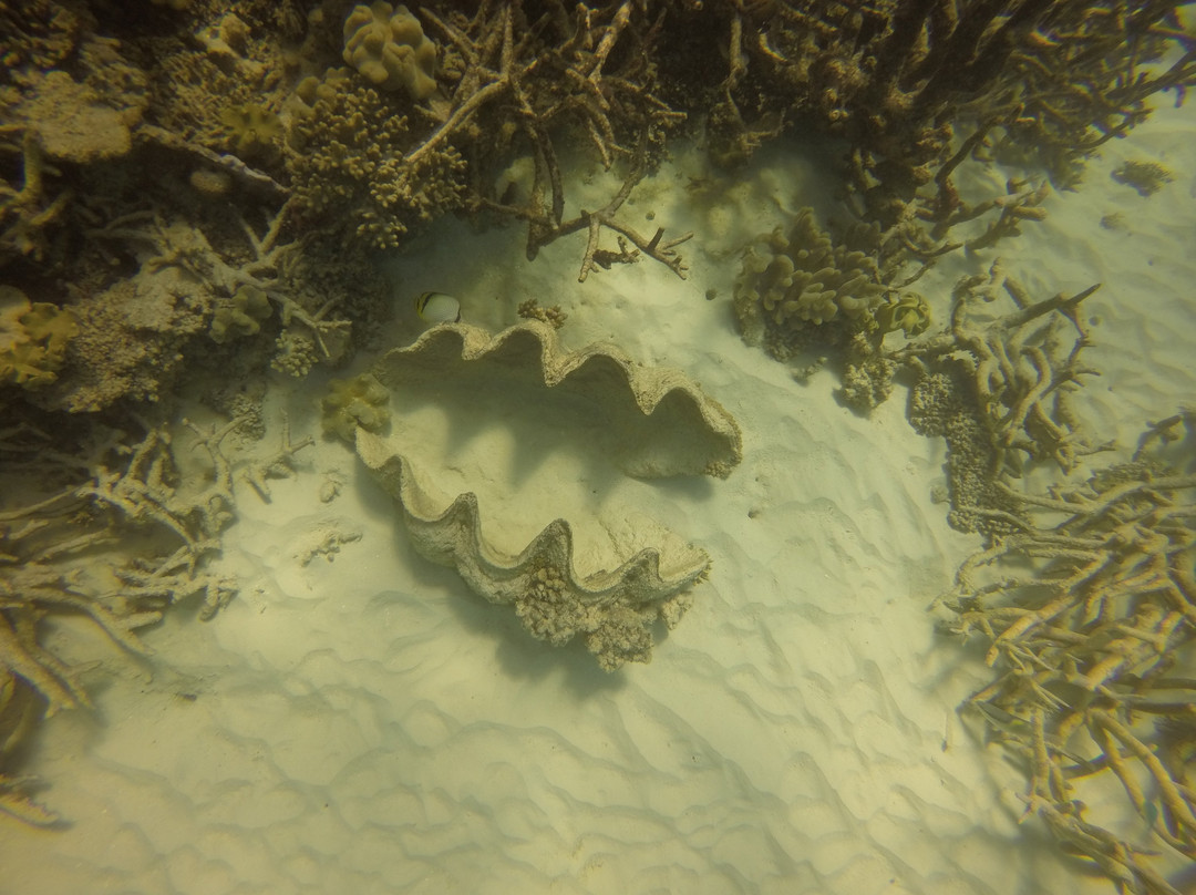 Opal Reef-道格拉斯港必去景点