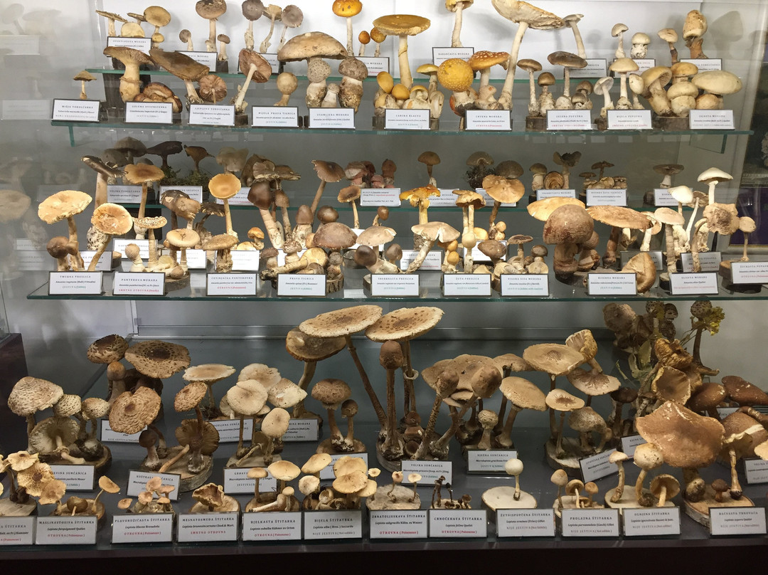 Mushroom Museum景点图片