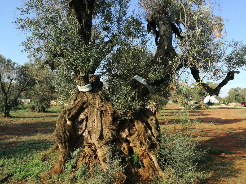 Agricola Gli Angeli-Presicce必去景点