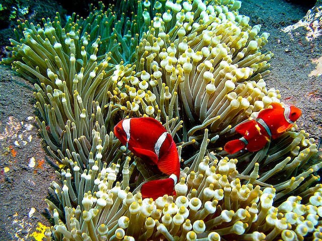 Nusa Penida OK Tour-沙努尔必去景点