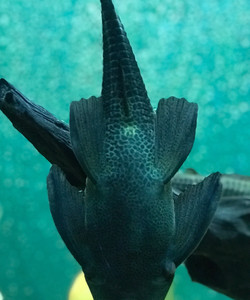 Museu de Ciências Naturais - UCS景点门票图片