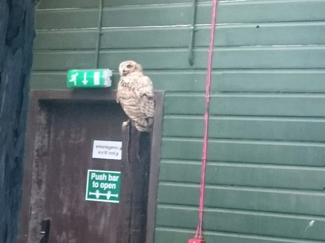 Scottish Owl Centre景点图片