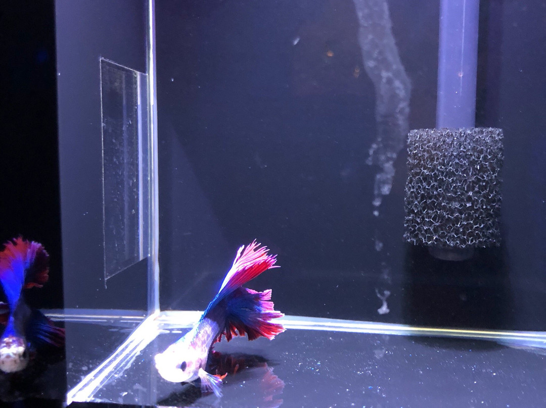 World Of Dragon-Padang Serai必去景点