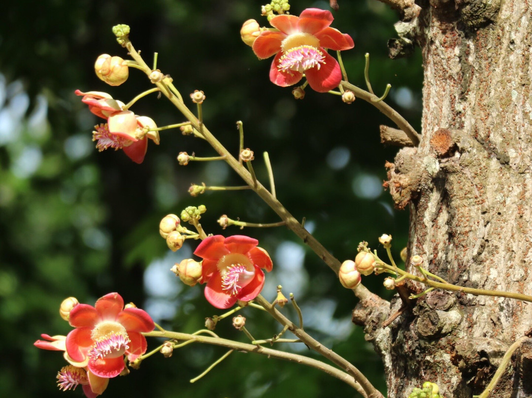 The Sopha Arboretum-Phe必去景点