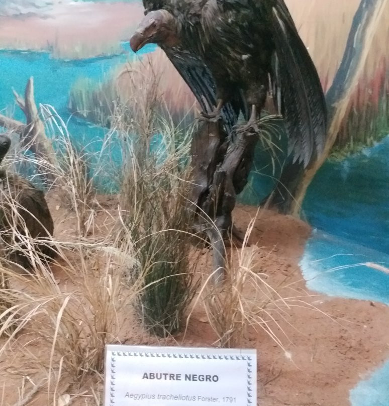 Museum of Natural History景点图片