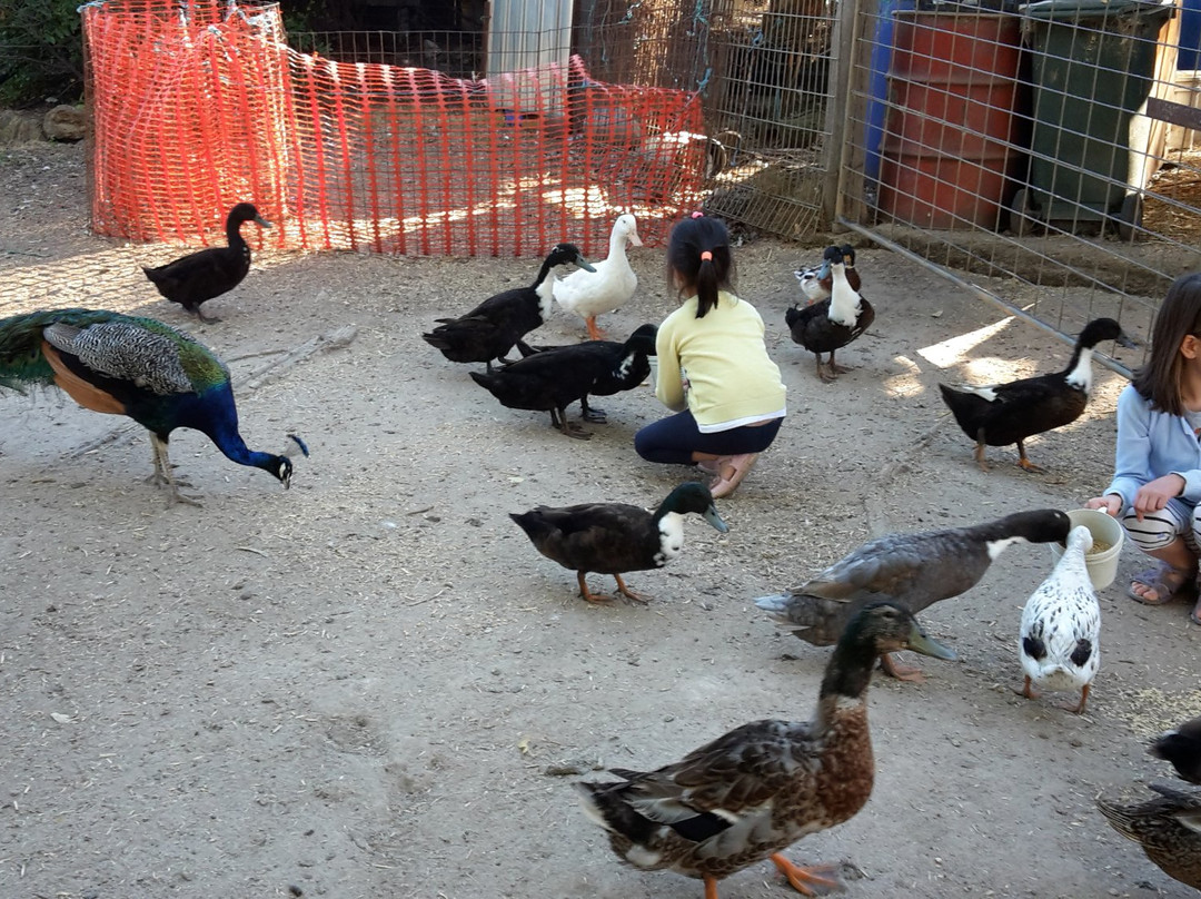 Tinakori Animal Farm Stay-Clunes必去景点