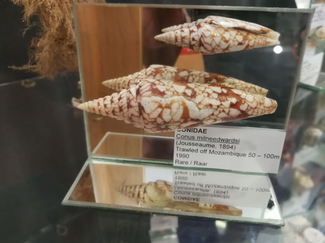 Jeffrey's Bay Shell Museum (Charlotte Kritzinger Shell Museum)景点图片