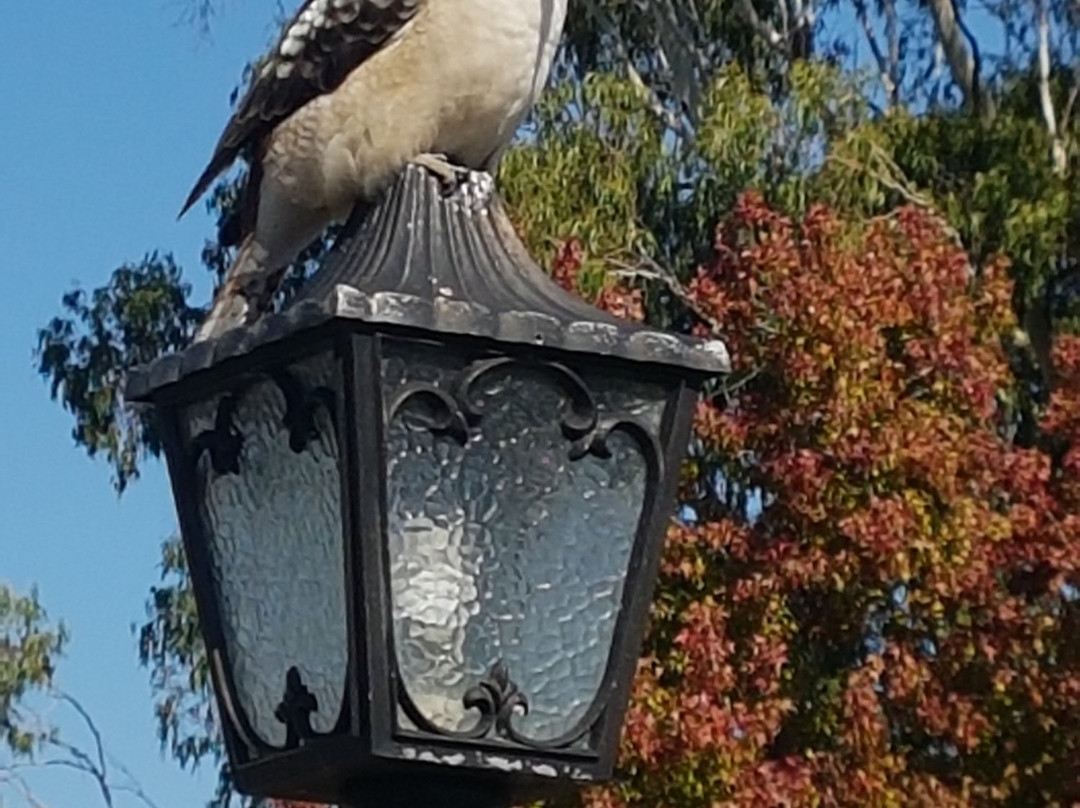 Eildon旅游攻略图片