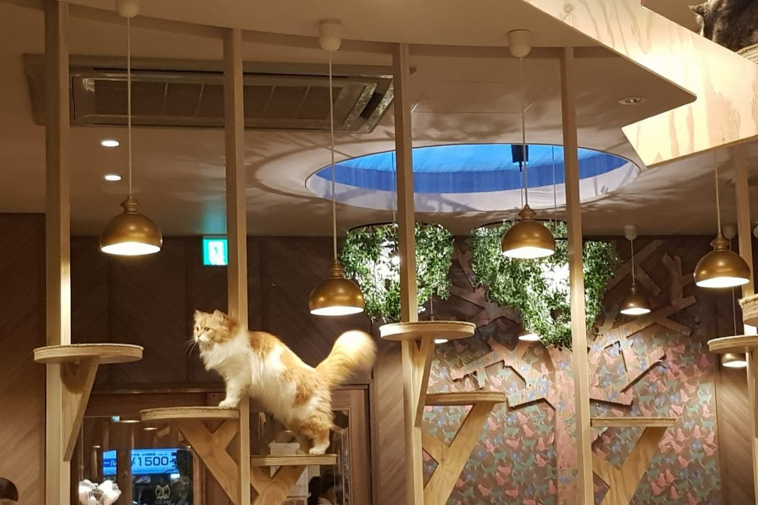 Cat Cafe Mocha, Osaka Shinsaibashi景点图片