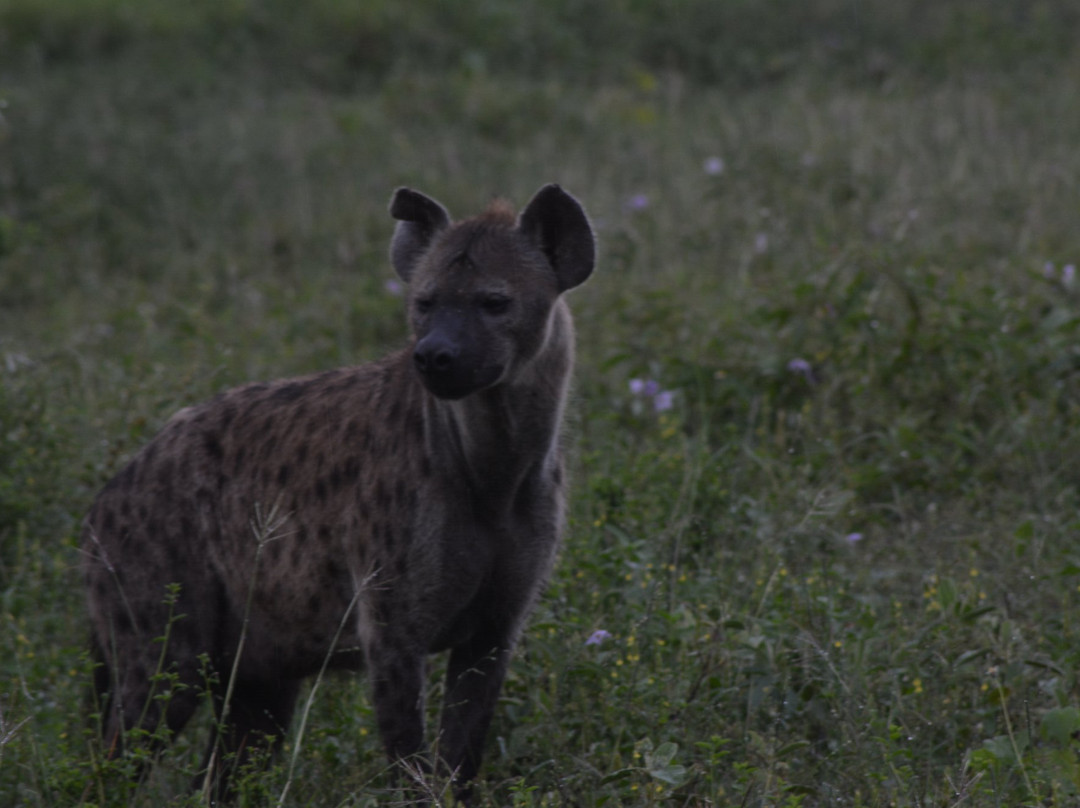 卡帕玛南营山林小屋主图